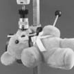 tbear